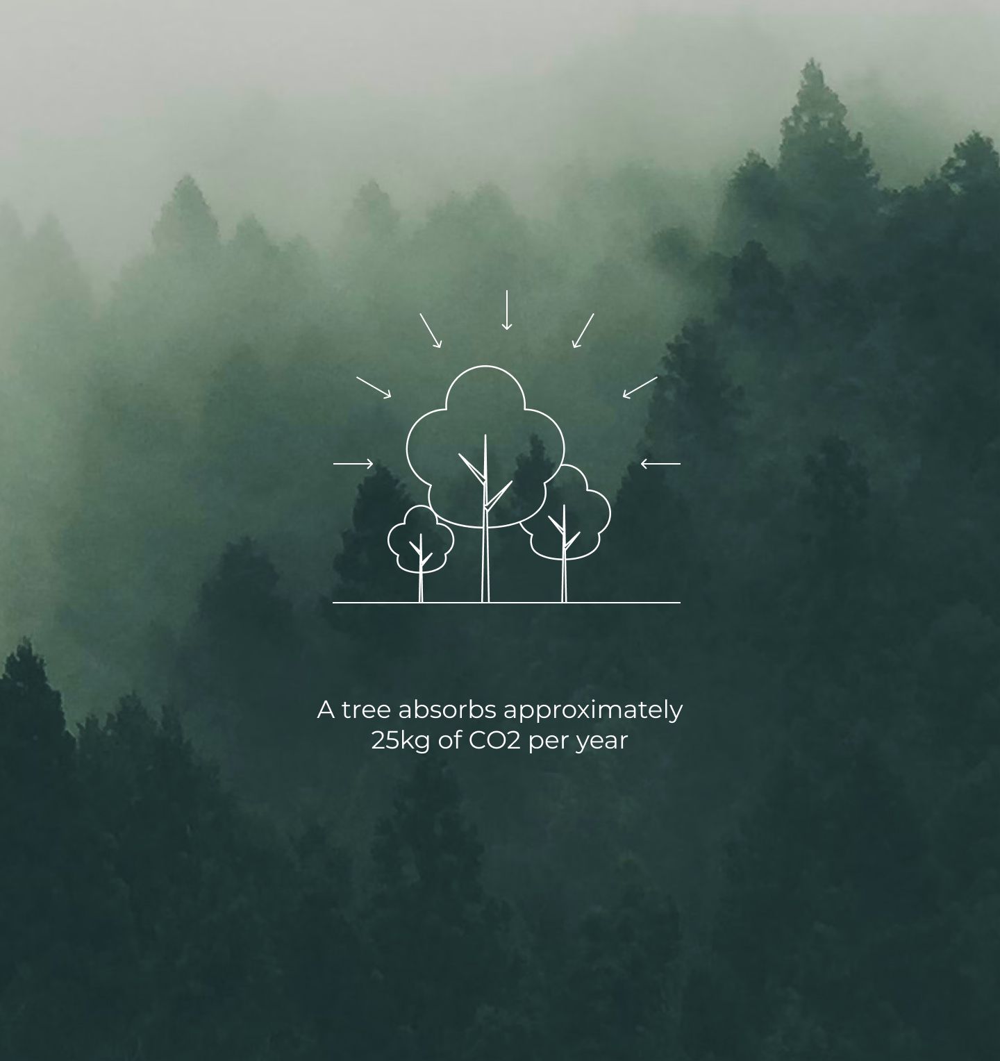 a misty forest overlaid with text that reads "A tree absorbs approximately 25kg of CO2 per year"