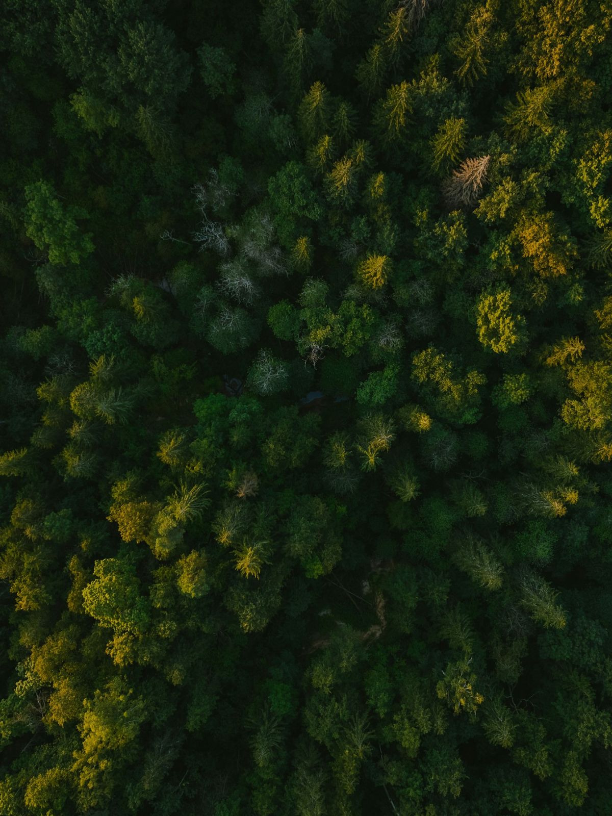 a dense forest shot from above