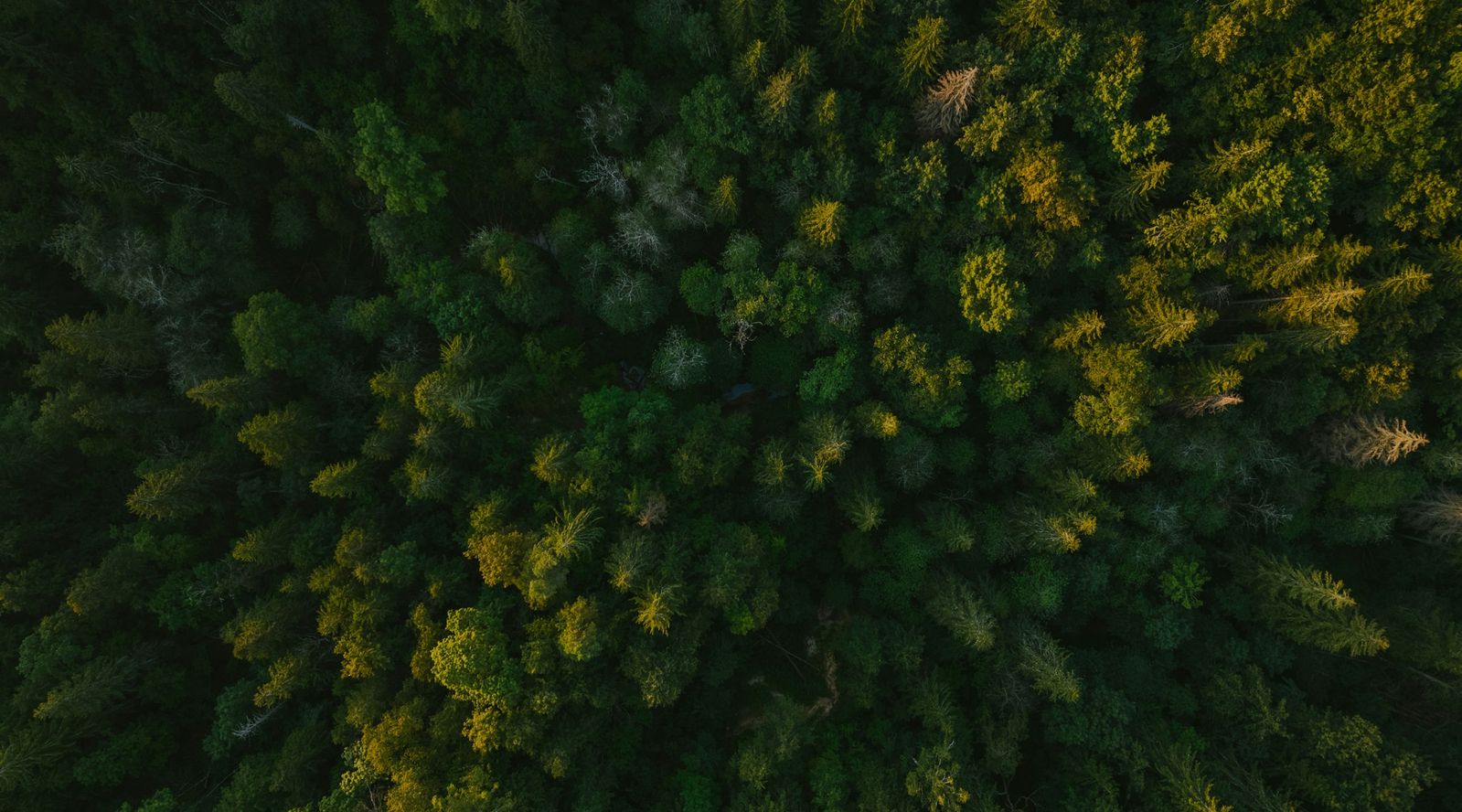 an overhead view of a dense forest