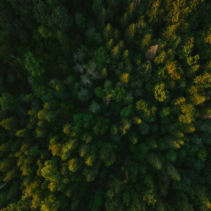 a dense forest shot from above