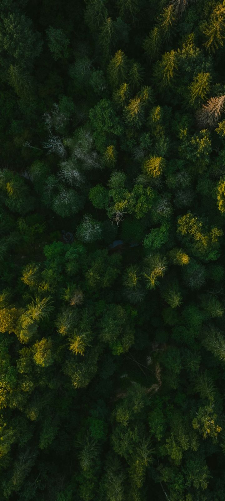 an overhead view of a dense forest