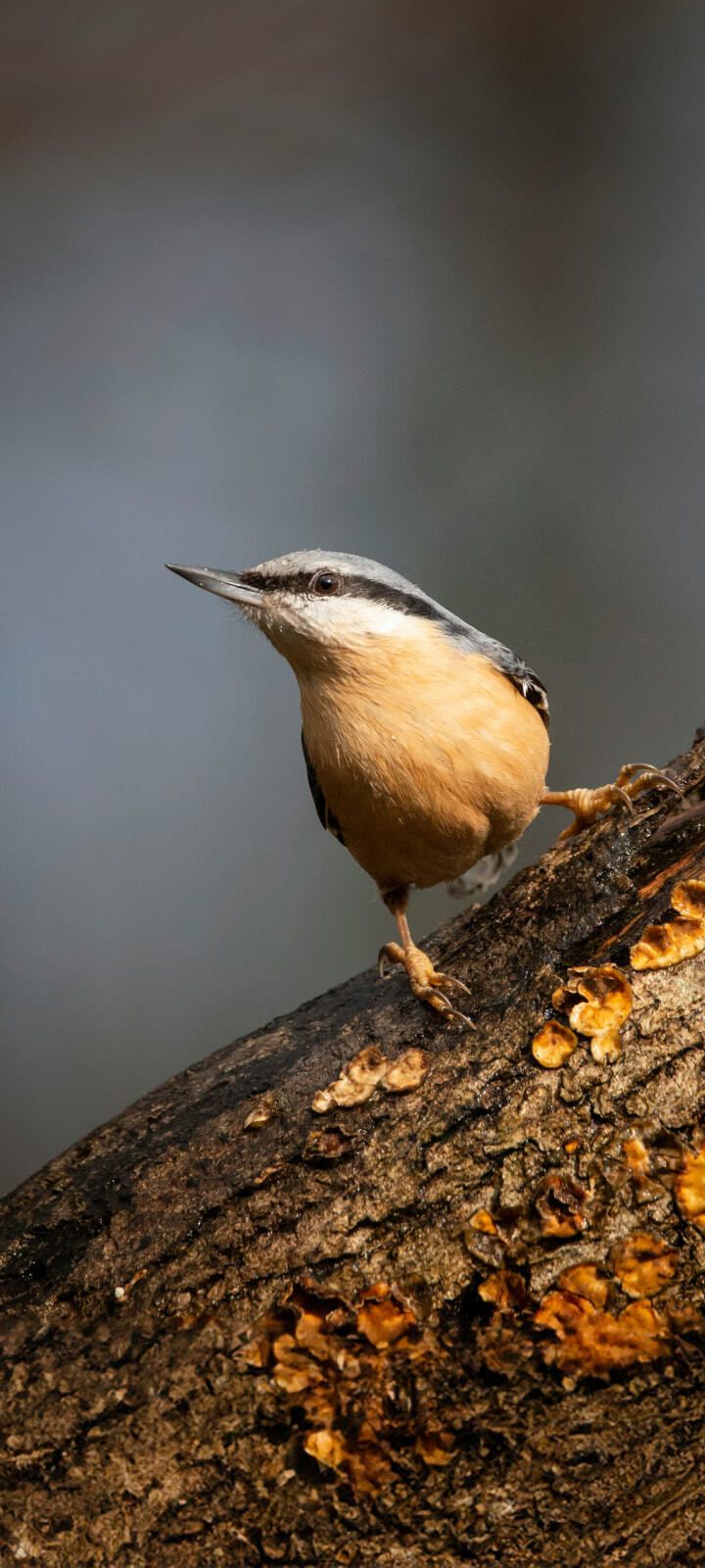 a small bird perching on a branch