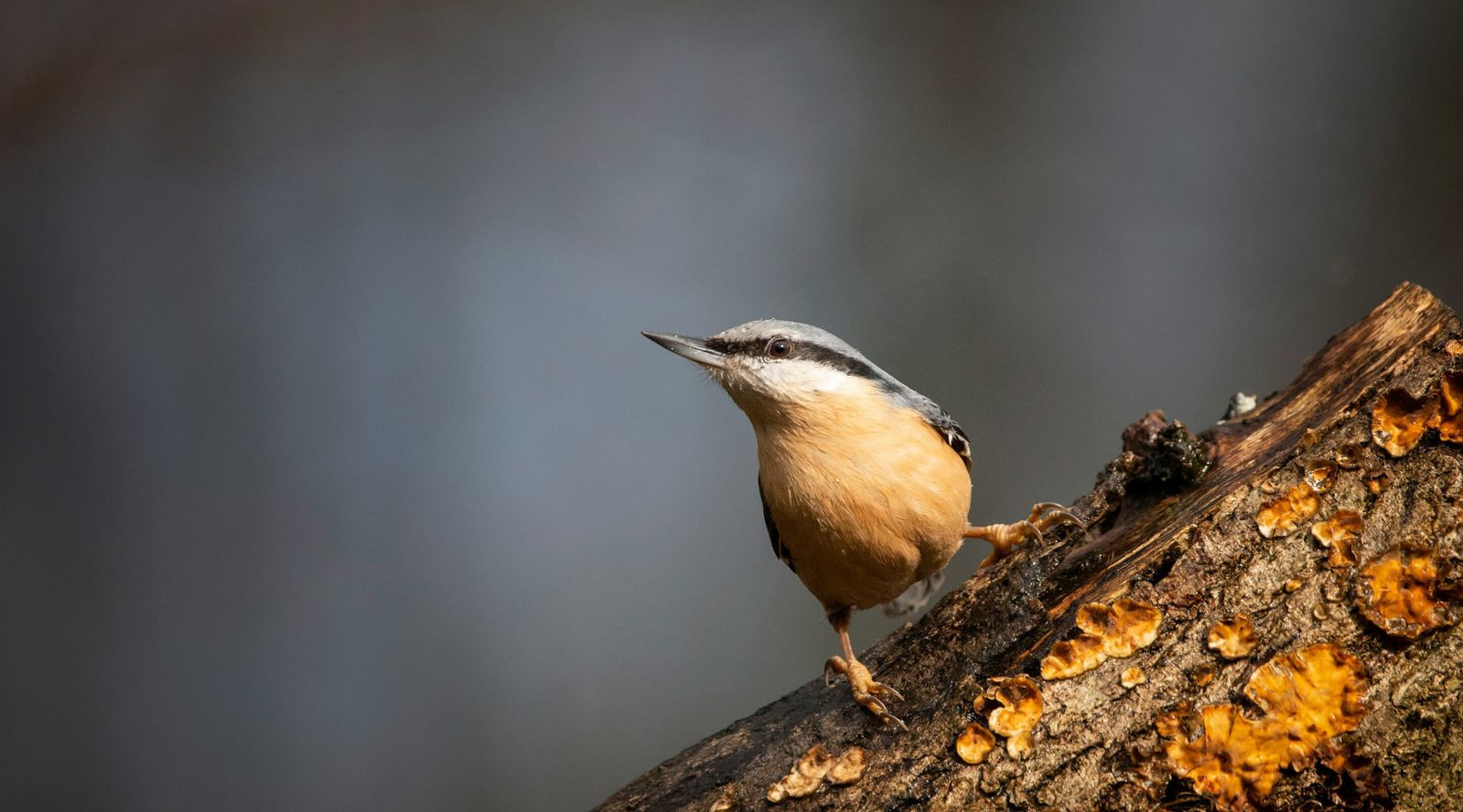 a small bird perching on a branch